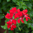 Truhlík červených previslých muškátov