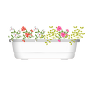 Kvetináč s muškátmi 40 cm biely